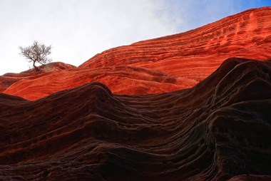 Lost Tree in Volcano Lava